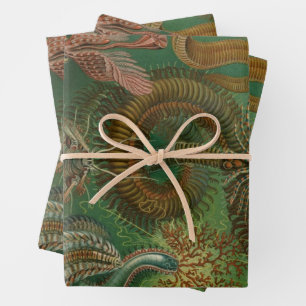 Vintage Worms Annelids Chaetopoda by Ernst Haeckel Wrapping Paper Sheet