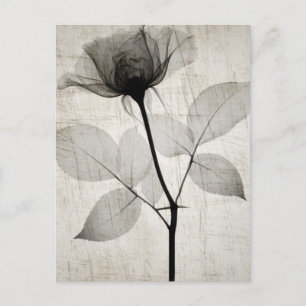 Vintage X-Ray Flower w/ Leaves Postcard