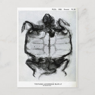Vintage X-Ray of Turtle Postcard