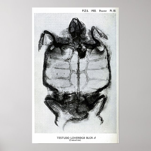 Vintage X-Ray of Turtle Poster (Front)