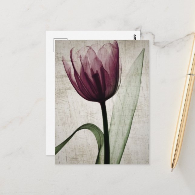 Vintage X-Ray Tulip Postcard (Front/Back In Situ)