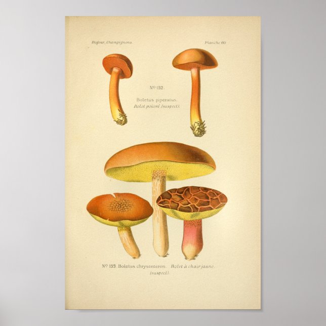 Vintage Yellow Brown Mushrooms Art Print French (Front)