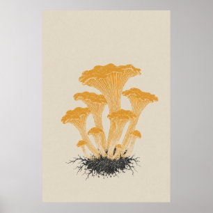 Vintage Yellow Chanterelle Mushroom Botanical  Poster