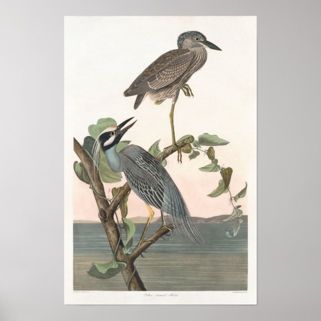 Vintage Yellow-crowned Night-heron Poster Print (Front)