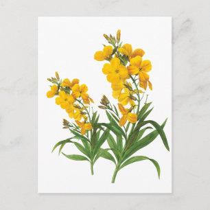 Vintage yellow flowers   botanical illustration postcard