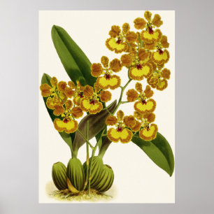 Vintage Yellow Oncidium Gardneri Orchid Flower Poster