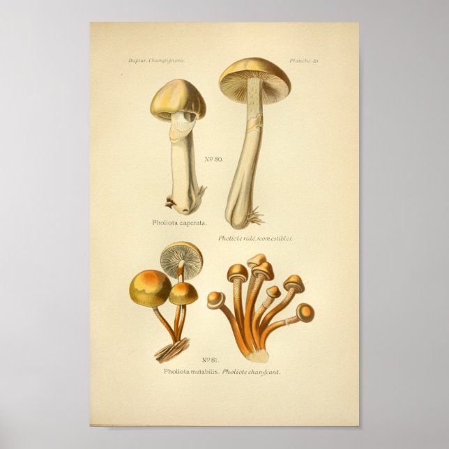 Vintage Yellow Orange Mushrooms Art Print French (Front)