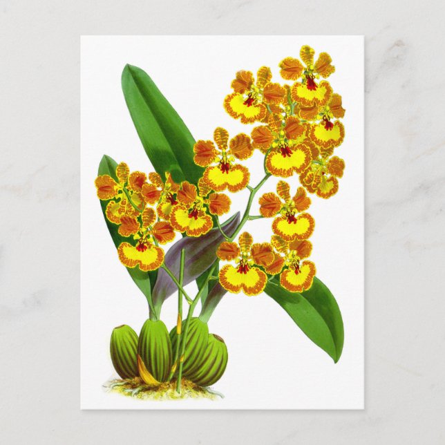 Vintage Yellow Orange Orchid Flower Postcard (Front)