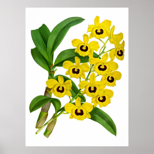 Vintage Yellow Orchid Flower - Poster (Front)