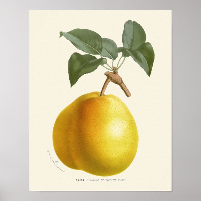 Vintage Yellow Pear Botanical Print (Front)