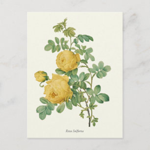 Vintage Yellow Rose Botanical Print Postcard
