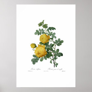 Vintage yellow rose painting print