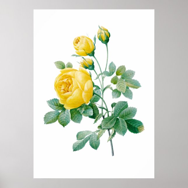 Vintage Yellow Rose Print by Redouté (Front)