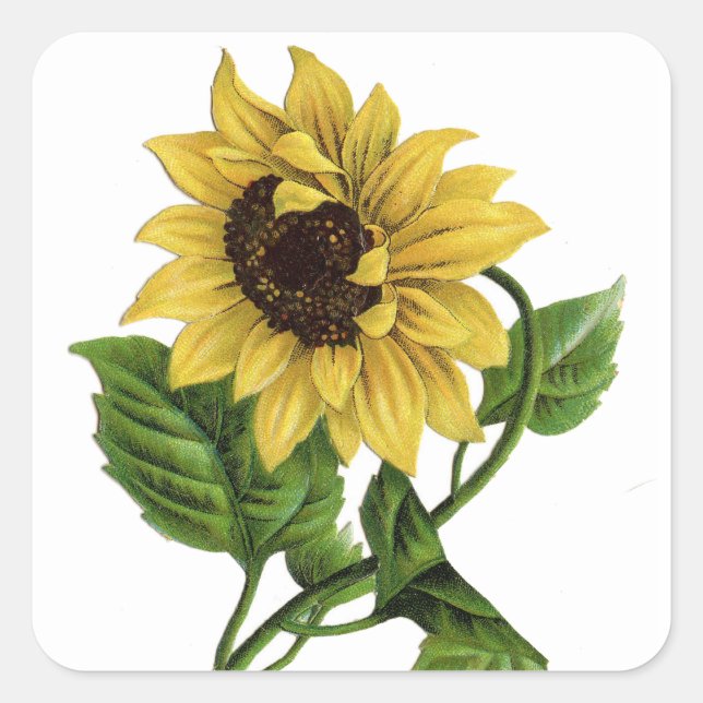 Vintage Yellow Sunflower Graphic Flower Sticker (Front)