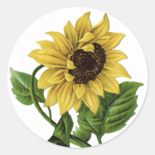 Vintage Yellow Sunflower Graphic Flower Sticker