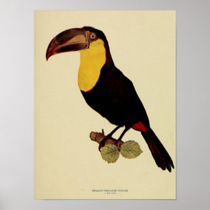 Vintage yellow throated toucan colour photo poster