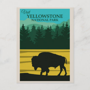 Vintage Yellowstone National Park Buffalo Postcard