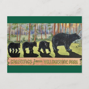 Vintage Yellowstone Park Bears Postcard