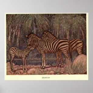 Vintage Zebra Painting (1909) Poster