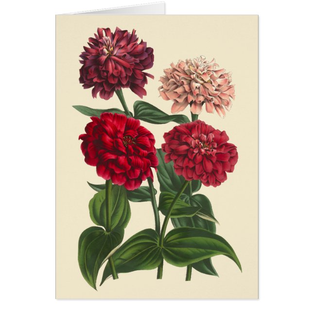 Vintage Zinnias by Louis Benoit van Houtte (Front)