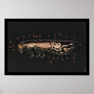 Vintage Zoology Print Cockroach