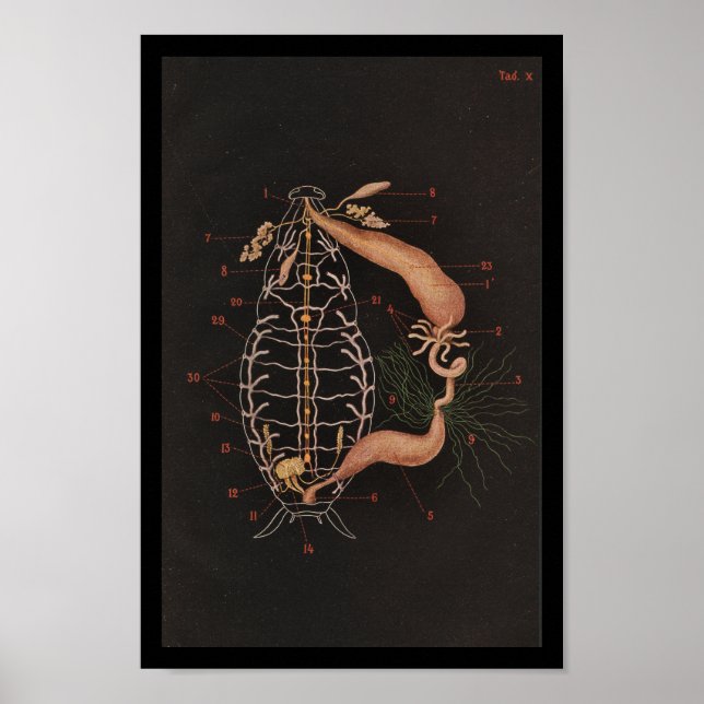 Vintage Zoology Print Cockroach (Front)