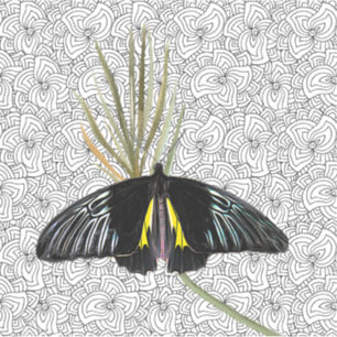 Vinyl Sticker with Butterfly & BW Background