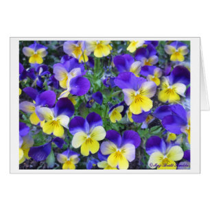 Viola cornuta