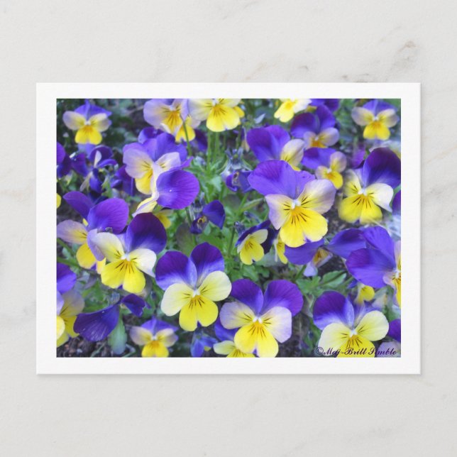 Viola cornuta postcard (Front)