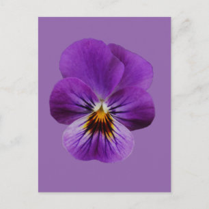 Viola Flower Postcard