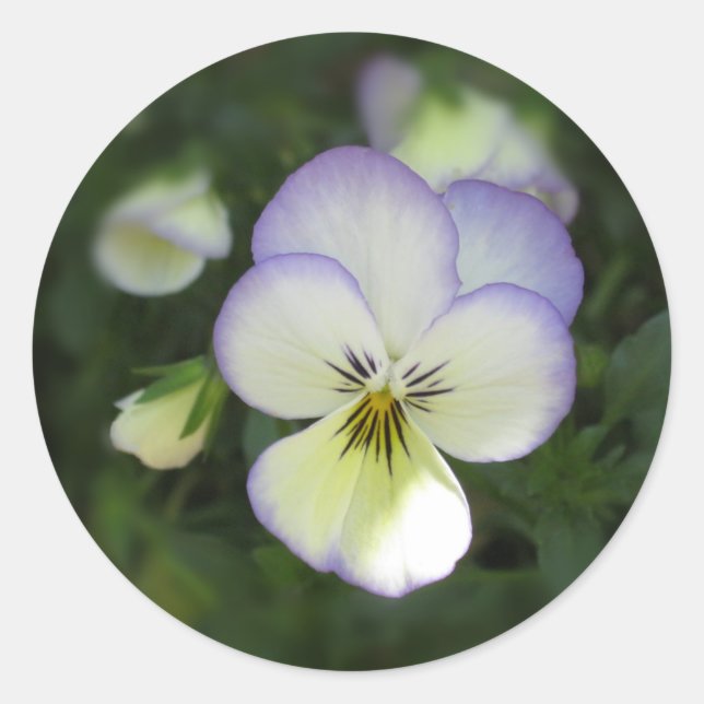 Viola Pansy ~ Lavender Cream Classic Round Sticker (Front)