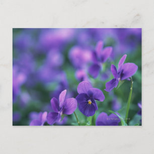 Viola Postcard