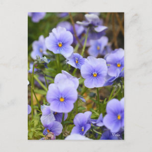 Viola [Postcard] Postcard