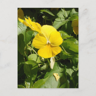 Viola 'Swiss Giant Yellow' Postcard
