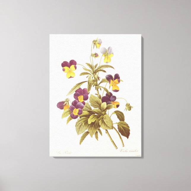 Viola Tricolour Canvas Print (Front)
