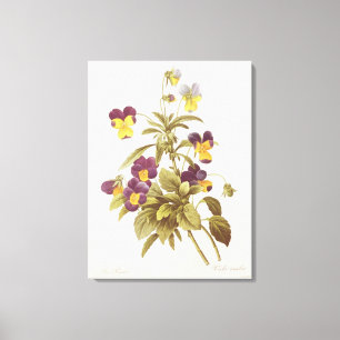Viola Tricolour Canvas Print