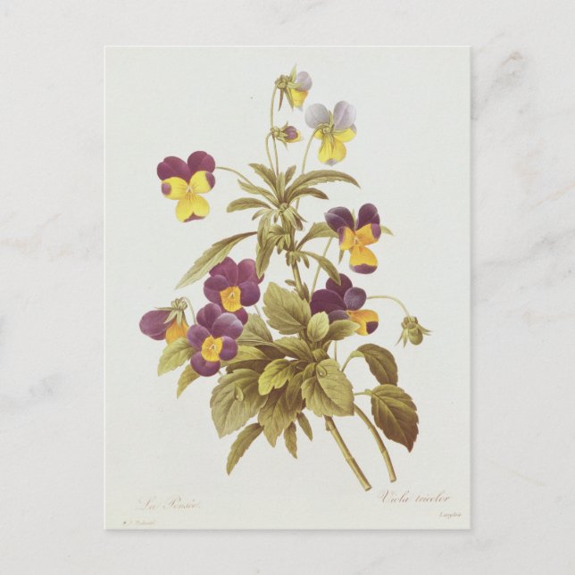 Viola Tricolour Postcard (Front)