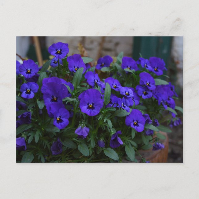 Viola wittrockiana postcard (Front)