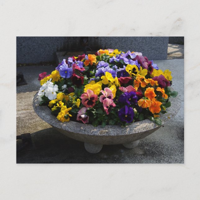 Viola wittrockiana postcard (Front)