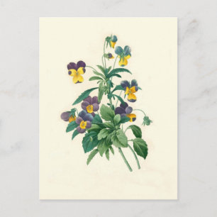 Violas by Pierre-Joseph Redouté Postcard