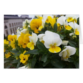 Violas in the garden of Villa di Poggio a Caiano