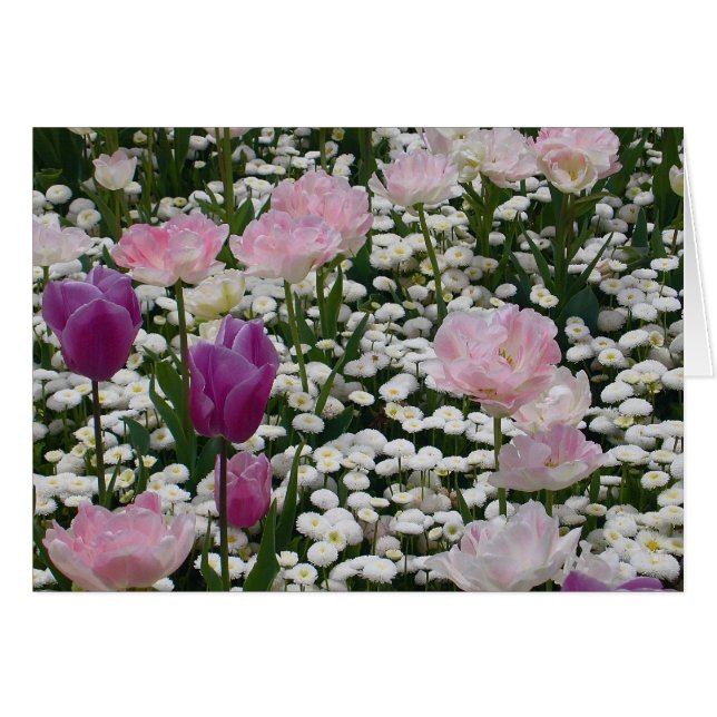 Violet Among The Pale Pink (Front Horizontal)