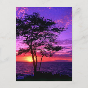Violet and Pink Sunset Tree Postcard