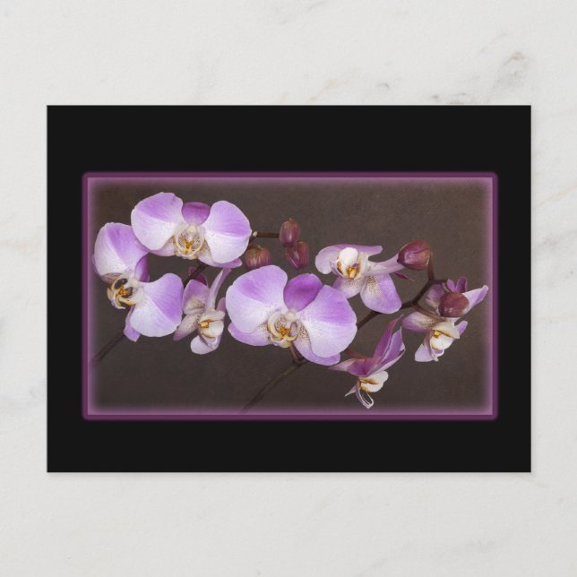 Violet and White Orchid Close Up Photograph Postcard (Front)