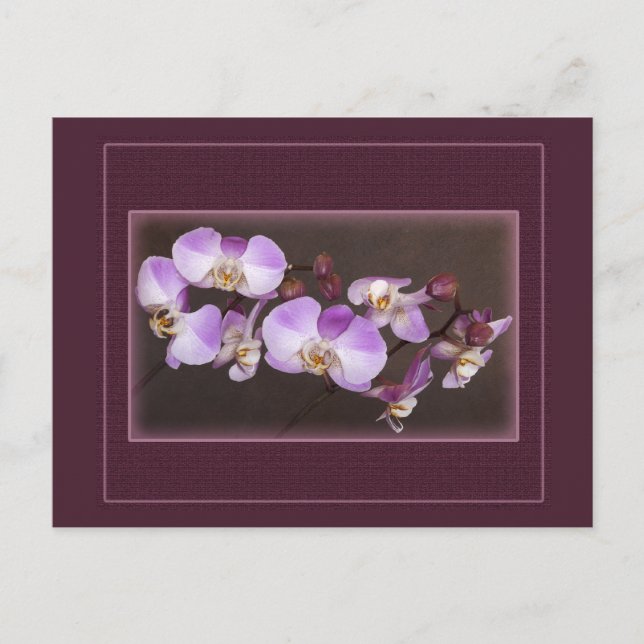 Violet and White Orchid Close Up Photograph Postcard (Front)