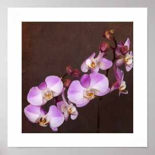 Violet and White Orchid Close-Up Photograph Poster