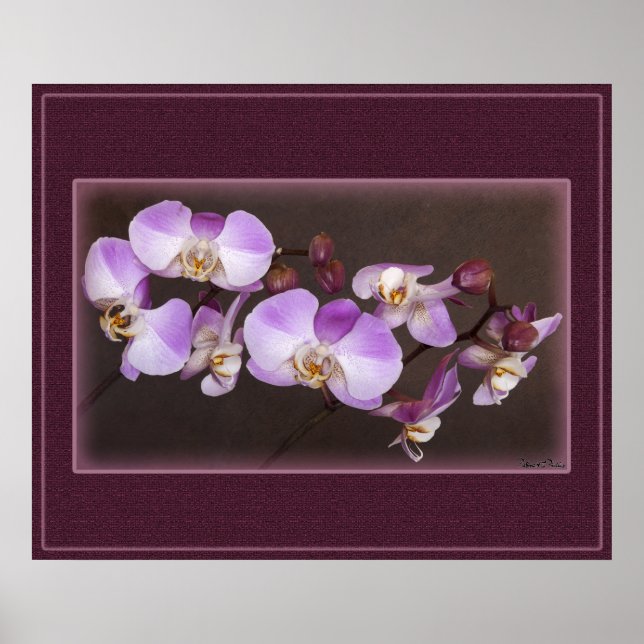 Violet and White Orchid Close Up Photograph Poster (Front)