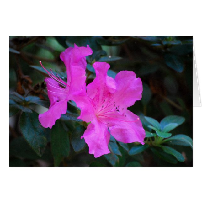Violet Azaleas Card (Front Horizontal)