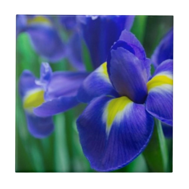 Violet Bearded Iris Tile (Front)