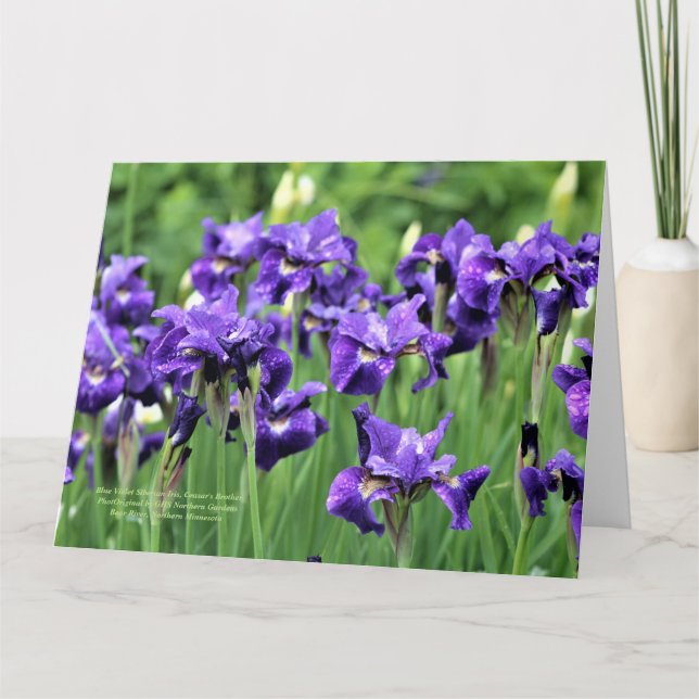 Violet Blue Siberian Iris, Ceasar's Brother Card (Front)